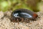 eucinetus-haemorrhoidalis-foto-koehler