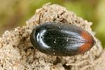 eucinetus-haemorrhoidalis2-foto-koehler