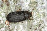 grynocharis-oblonga-foto-bense