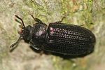 grynocharis-oblonga-foto-brueckner