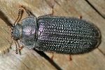 grynocharis-oblonga-foto-keresztes