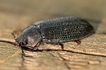 grynocharis-oblonga2-foto-keresztes