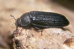 grynocharis-oblonga3-foto-koehler