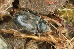 heterocerus-fenestratus-foto-altmann