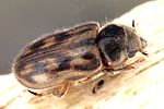 heterocerus-fenestratus-foto-dvorak