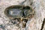 heterocerus-flexuosus-foto-koehler