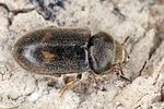 heterocerus-flexuosus2-foto-koehler
