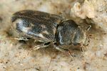 heterocerus-flexuosus3-foto-koehler