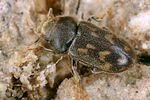 heterocerus-flexuosus4-foto-koehler