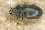 heterocerus-obsoletus-foto-koehler