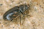 heterocerus-obsoletus2-foto-koehler