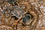 heterocerus-parallelus-foto-koehler