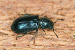 korynetes-caeruleus-foto-altmann