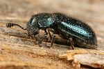 korynetes-caeruleus-foto-koehler