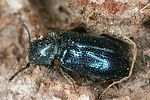 korynetes-caeruleus2-foto-altmann