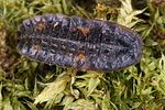 lamprohiza-splendidula-larva3-foto-koehler