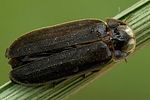 lamprohiza-splendidula-male-foto-swadzba