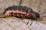 lampyris-noctiluca-female4-foto-koehler