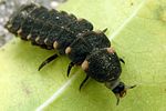lampyris-noctiluca-larva-foto-coelho