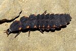 lampyris-noctiluca-larva3-foto-kamin
