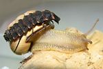 lampyris-noctiluca-larve2-foto-krumm