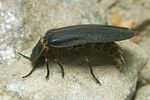 lampyris-noctiluca-male2-foto-koehler
