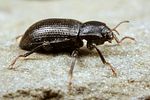 limnius-opacus-foto-koehler