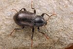 limnius-opacus2-foto-koehler