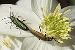lobonyx-aeneus-couple-foto-martinez