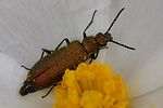 lobonyx-aeneus-foto-fransen