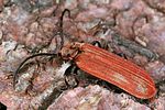 lopherus-rubens-foto-koehler