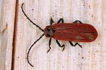 lopherus-rubens2-foto-koehler
