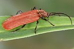 lopherus-rubens3-foto-koehler