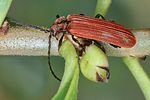 lopherus-rubens4-foto-koehler