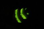 luciola-lusitanica-light-foto-buechler