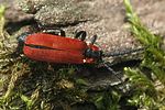lygistopterus-sanguineus-foto-brueckner