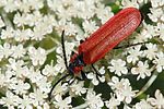 lygistopterus-sanguineus-foto-derennes