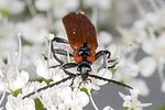 lygistopterus-sanguineus-foto-hense