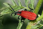 lygistopterus-sanguineus-foto-rindlisbacher