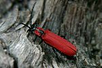 lygistopterus-sanguineus-foto-rose