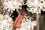 lygistopterus-sanguineus-foto2-polacek