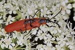 lygistopterus-sanguineus-paar2-foto-koehler