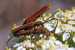 lygistopterus-sanguineus-paar3-foto-korhler