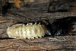 lygistopterus-sanguineus-puppe1-foto-frimann