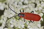 lygistopterus-sanguineus3-foto-koehler