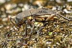macronychus-quadrituberculatus-foto-koehler