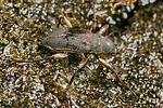 macronychus-quadrituberculatus4-foto-koehler