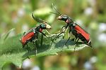 malachius-aeneus-couple-foto-hellingman