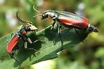 malachius-aeneus-couple4-foto-hellingman