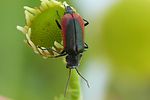 malachius-aeneus-foto-auer